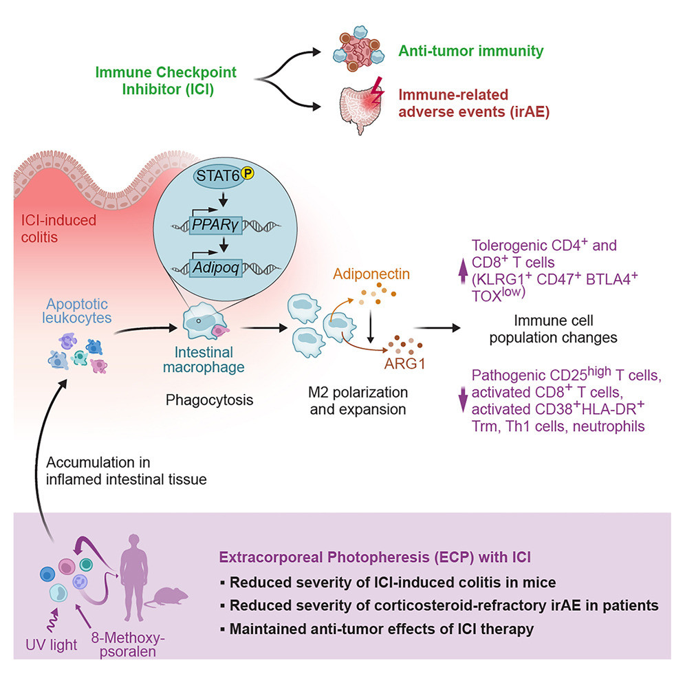 Adiponectin reduces immune checkpoint inhibitor-induced inflammation without blocking anti-tumor immunity