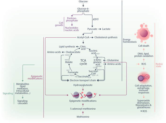Metabolism in hematology: Technological advances open new perspectives on disease biology and treatment