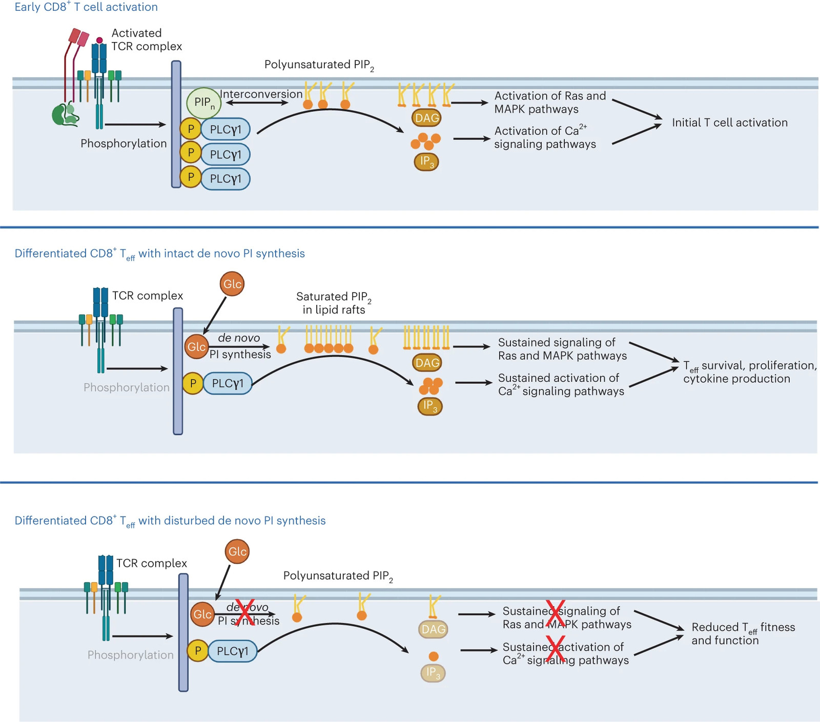 Phosphoinositide acyl chain saturation drives CD8+ effector T cell signaling and function
