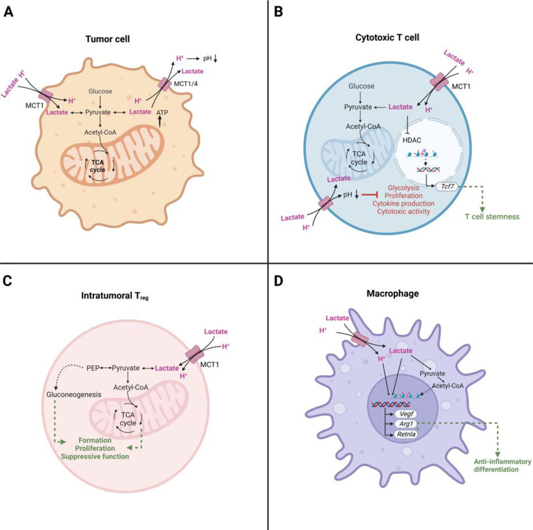Lactic acid and lactate: revisiting the physiological roles in the tumor microenvironment