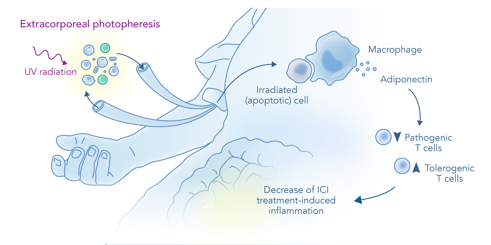 Immune checkpoint inhibitor induced adverse events