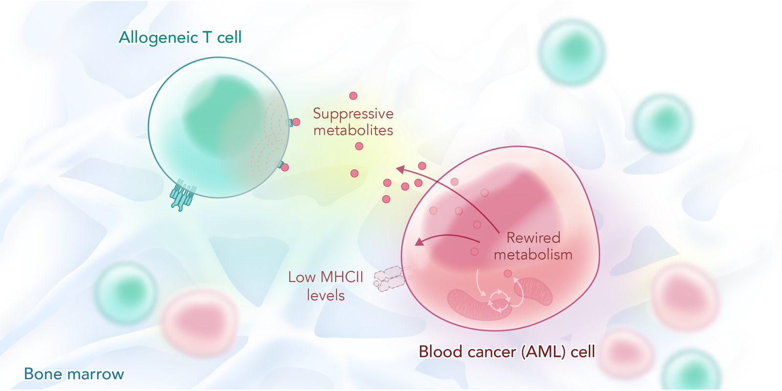 Cancer and immune cell metabolism